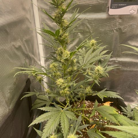 Auto Blueberry growlog timeline photo