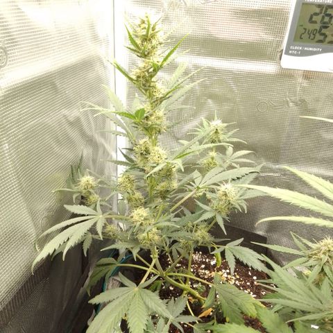 Auto Blueberry growlog timeline photo