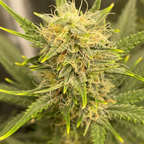 Auto Blueberry growlog timeline photo
