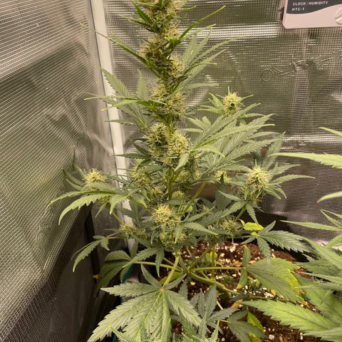 Auto Blueberry growlog timeline photo