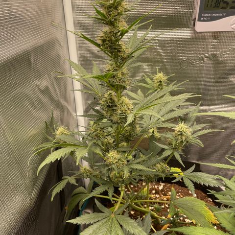Auto Blueberry growlog timeline photo