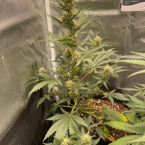 Auto Blueberry growlog timeline photo