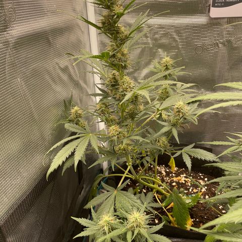 Auto Blueberry growlog timeline photo