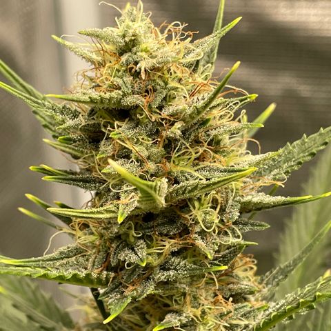 Auto Blueberry growlog timeline photo