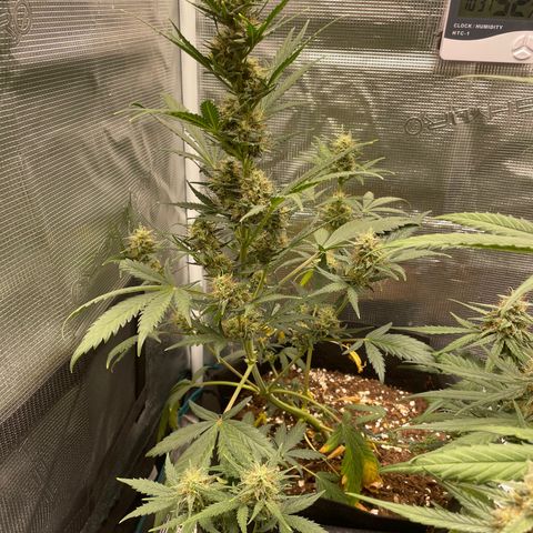 Auto Blueberry growlog timeline photo