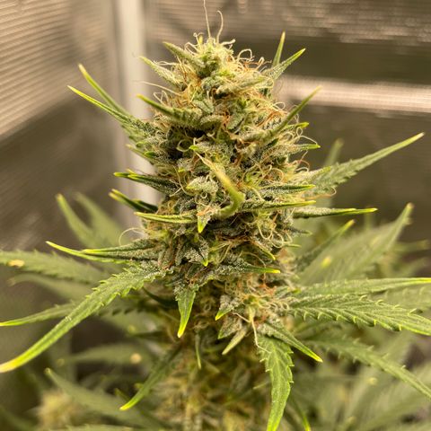 Auto Blueberry growlog timeline photo