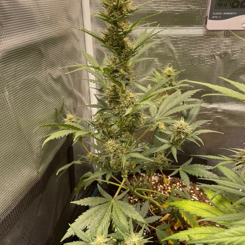Auto Blueberry growlog timeline photo