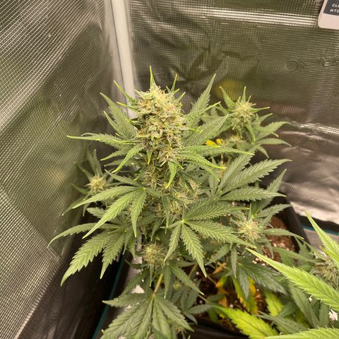 Auto Blueberry growlog timeline photo