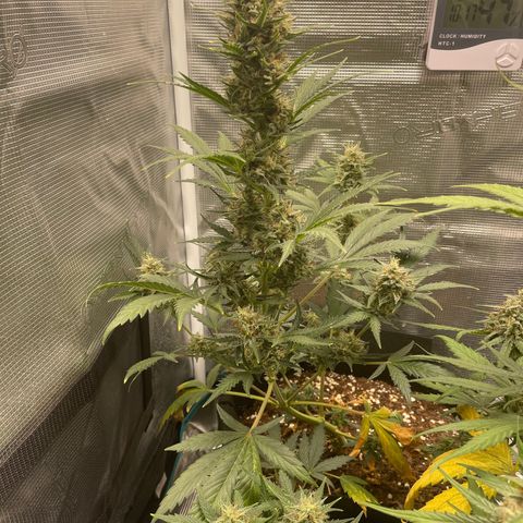 Auto Blueberry growlog timeline photo