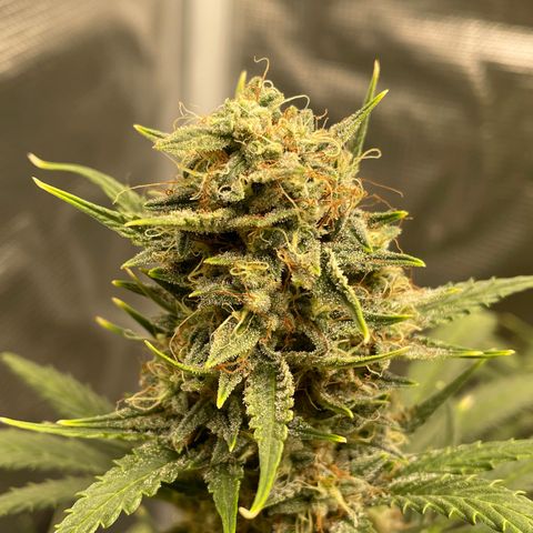 Auto Blueberry growlog timeline photo
