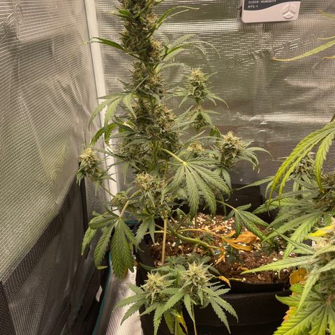 Auto Blueberry growlog timeline photo