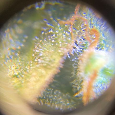 Auto Blueberry growlog timeline photo