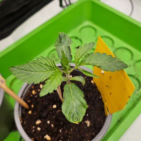 Purple Mimosa  growlog timeline photo