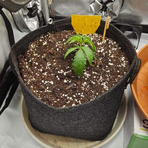 Purple Mimosa  growlog timeline photo