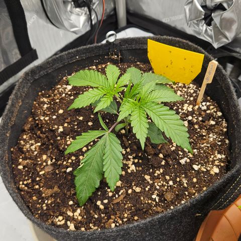 Purple Mimosa  growlog timeline photo