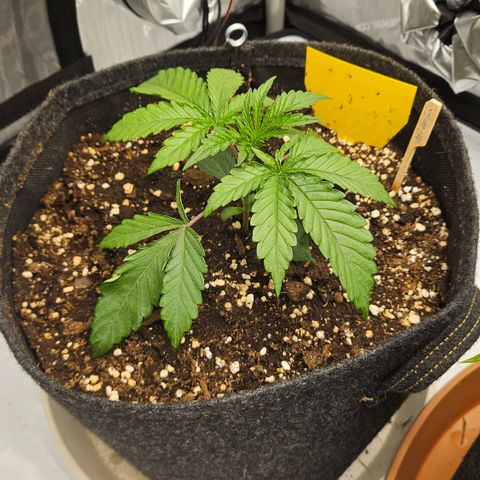 Purple Mimosa  growlog timeline photo