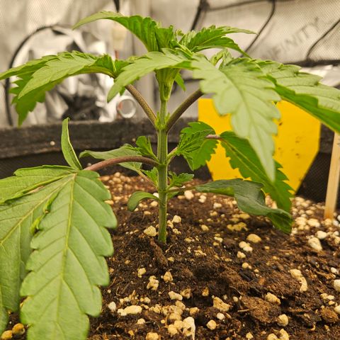 Purple Mimosa  growlog timeline photo