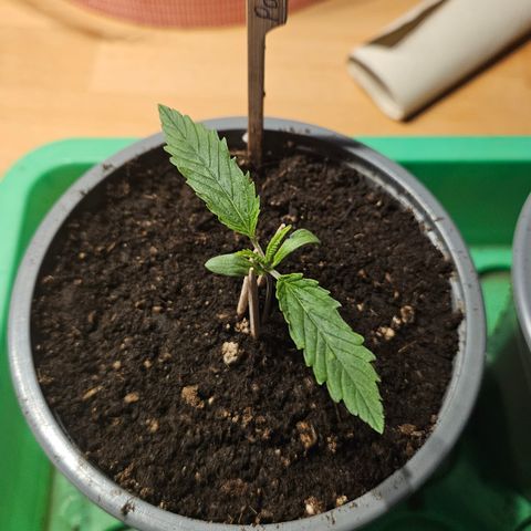 Pain Killer growlog timeline photo