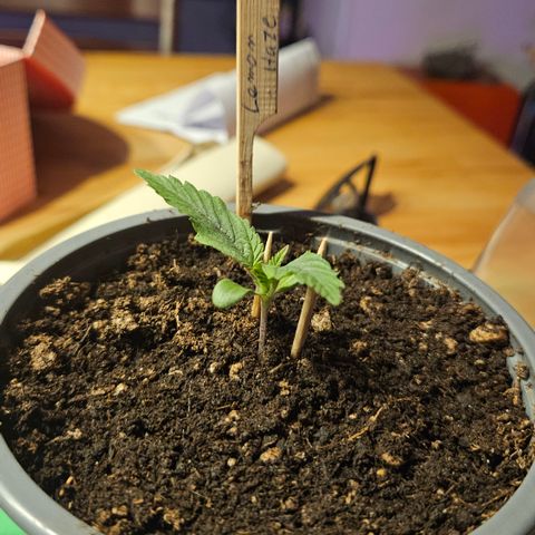 Lemon Haze growlog timeline photo