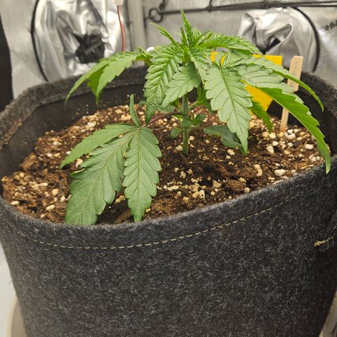 Purple Mimosa  growlog timeline photo