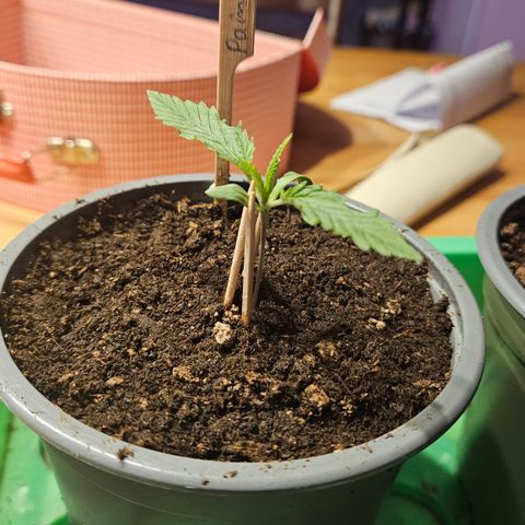 Pain Killer growlog timeline photo