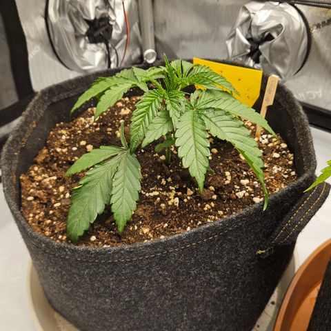 Purple Mimosa  growlog timeline photo