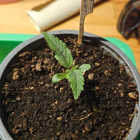 Lemon Haze growlog timeline photo