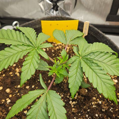 Purple Mimosa  growlog timeline photo