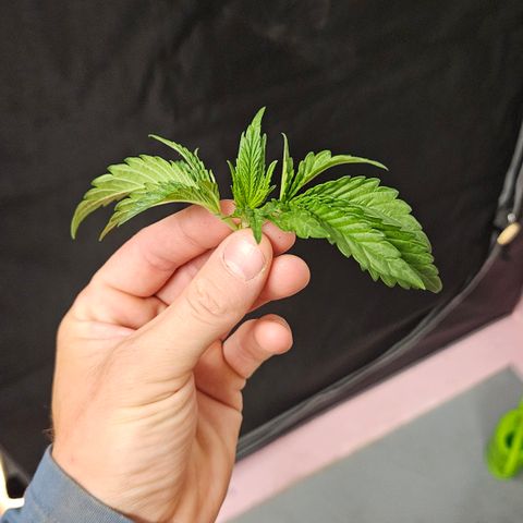 Purple Mimosa  growlog timeline photo