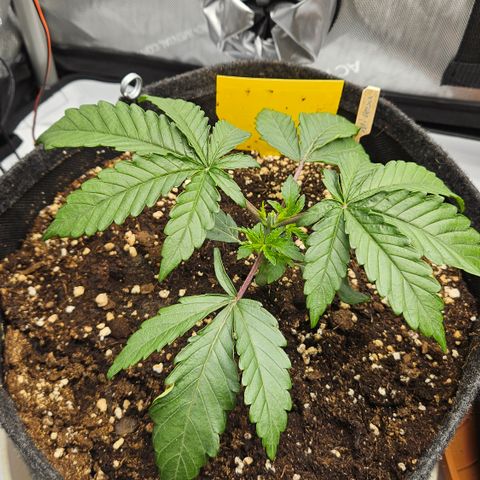 Purple Mimosa  growlog timeline photo