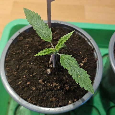 Pain Killer growlog timeline photo
