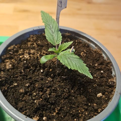 Lemon Haze growlog timeline photo