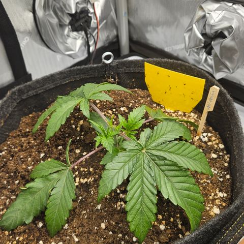 Purple Mimosa  growlog photo: Abend