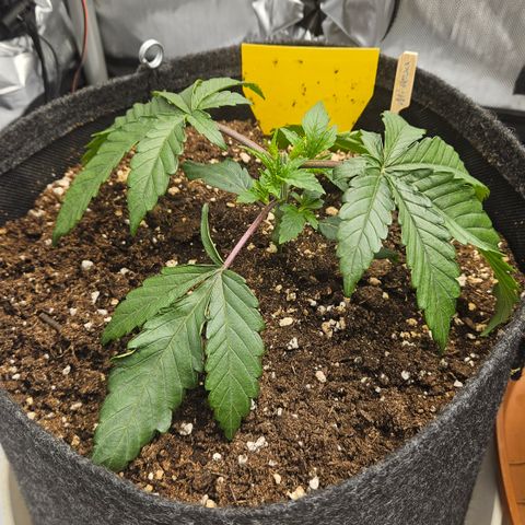 Purple Mimosa  growlog photo: Abend