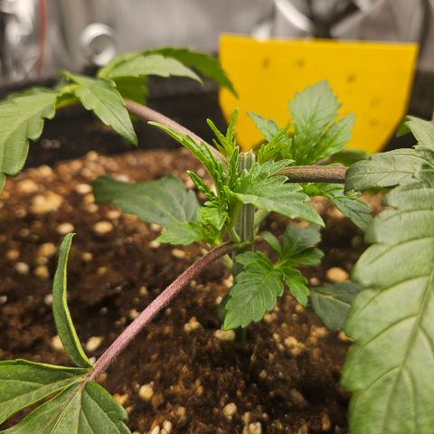 Purple Mimosa  growlog photo: Abend