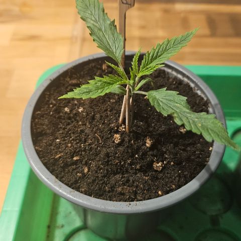 Pain Killer growlog timeline photo