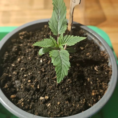 Lemon Haze growlog timeline photo