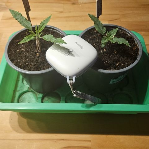 Lemon Haze growlog timeline photo