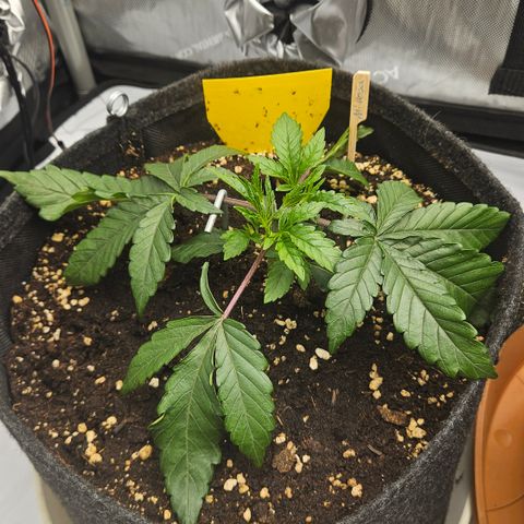 Purple Mimosa  growlog timeline photo