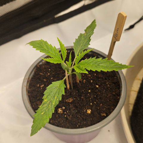Pain Killer growlog timeline photo