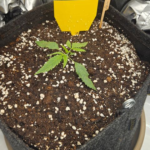 Pain Killer growlog timeline photo