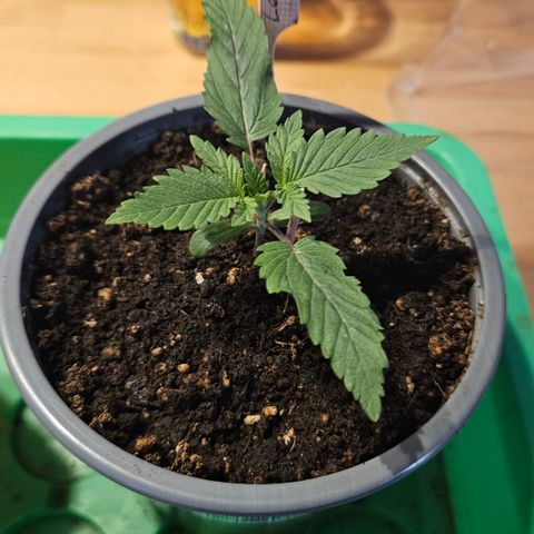 Lemon Haze growlog timeline photo
