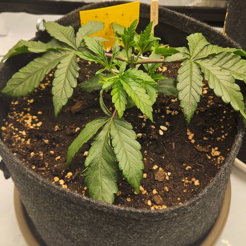Purple Mimosa  growlog timeline photo