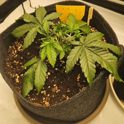 Purple Mimosa  growlog timeline photo
