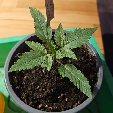 Lemon Haze growlog timeline photo