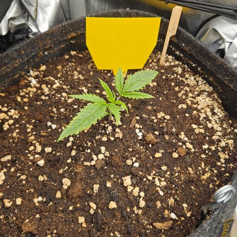 Pain Killer growlog timeline photo
