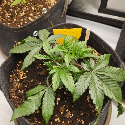 Purple Mimosa  growlog timeline photo