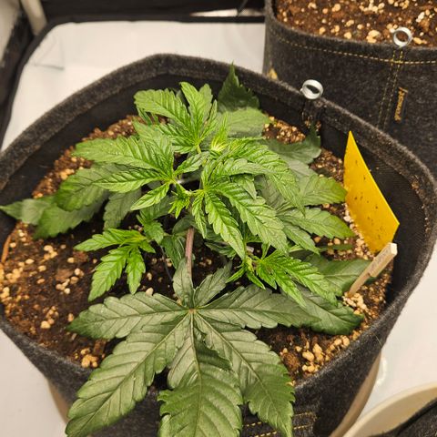Purple Mimosa  growlog timeline photo