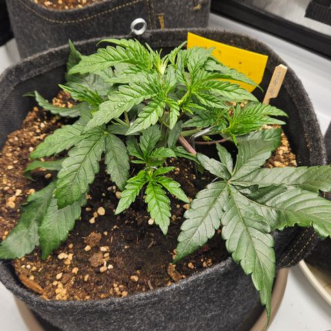 Purple Mimosa  growlog timeline photo