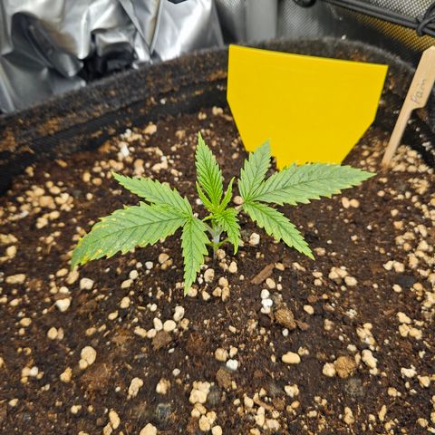 Pain Killer growlog timeline photo